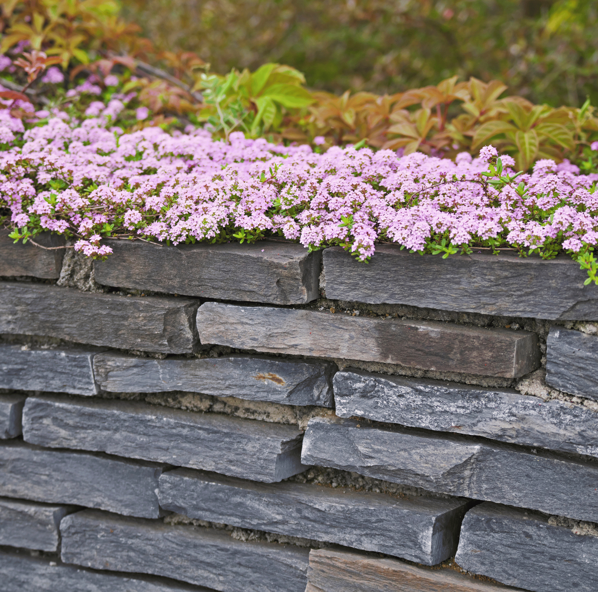 Creeping Thyme – 250 Seeds seed packet from Seed Therapy – American - grown, heirloom seeds