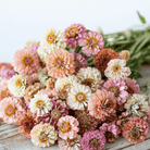 Cresto! Peaches & Cream Zinnia – 50 Seeds seed packet from Seed Therapy – American - grown, heirloom seeds