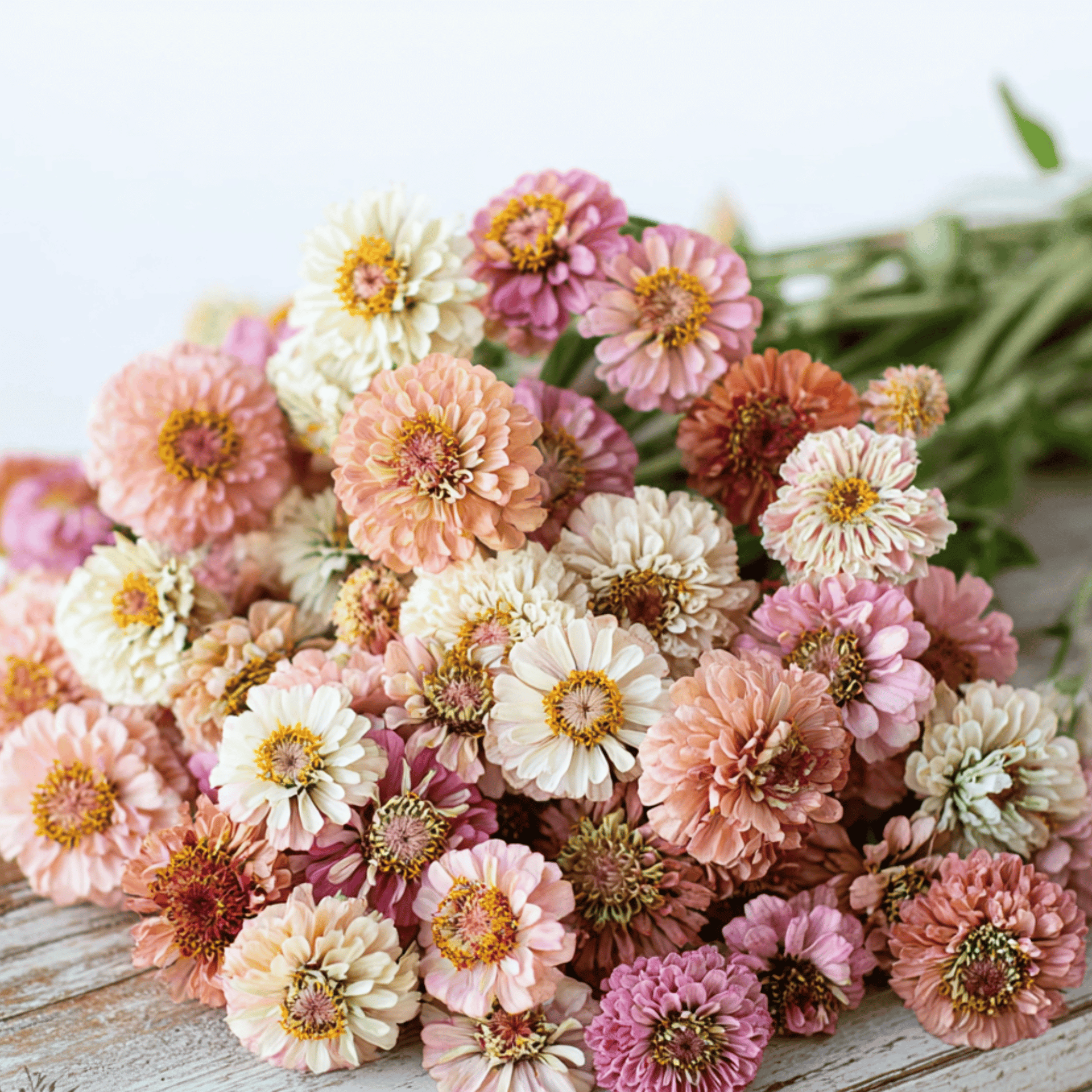 cresto-peaches-cream-zinnia-50