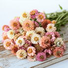 Cresto! Peaches & Cream Zinnia – 50 Seeds seed packet from Seed Therapy – American - grown, heirloom seeds