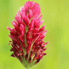 Crimson “Dixie” Clover – 1,000 Seeds seed packet from Seed Therapy – American - grown, heirloom seeds