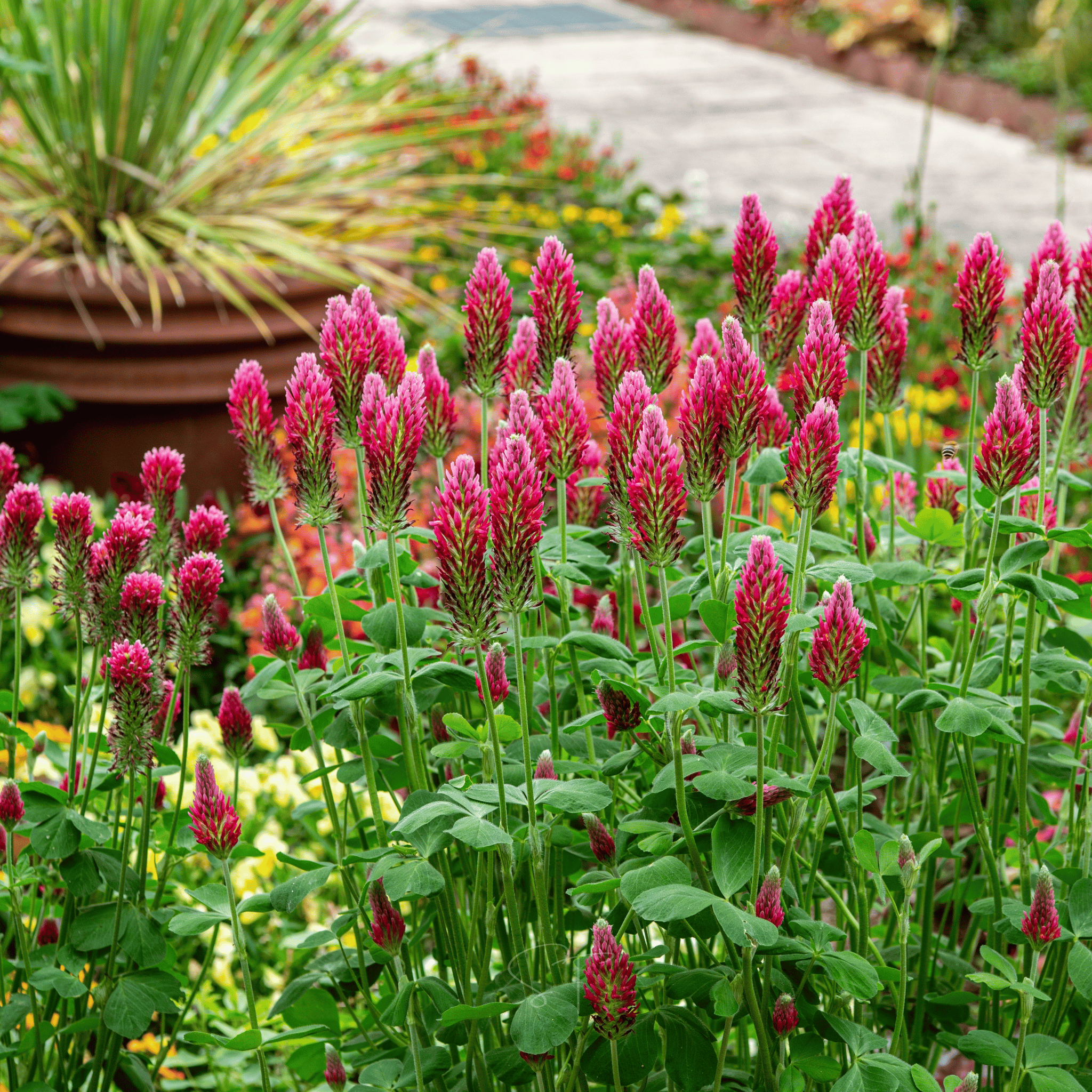 Crimson “Dixie” Clover – 1,000 Seeds seed packet from Seed Therapy – American - grown, heirloom seeds