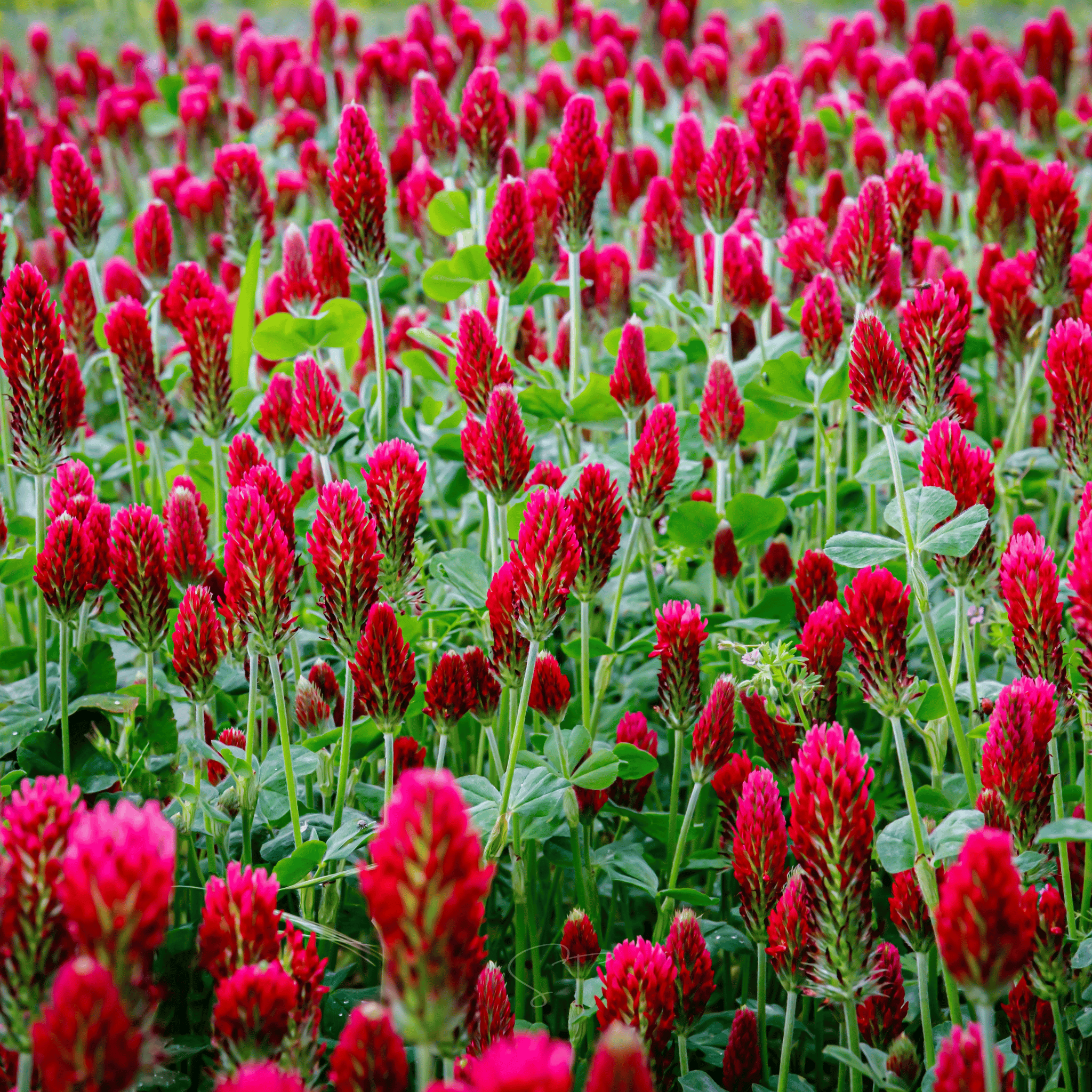 Crimson “Dixie” Clover – 1,000 Seeds seed packet from Seed Therapy – American - grown, heirloom seeds