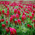 Crimson “Dixie” Clover – 1,000 Seeds seed packet from Seed Therapy – American - grown, heirloom seeds
