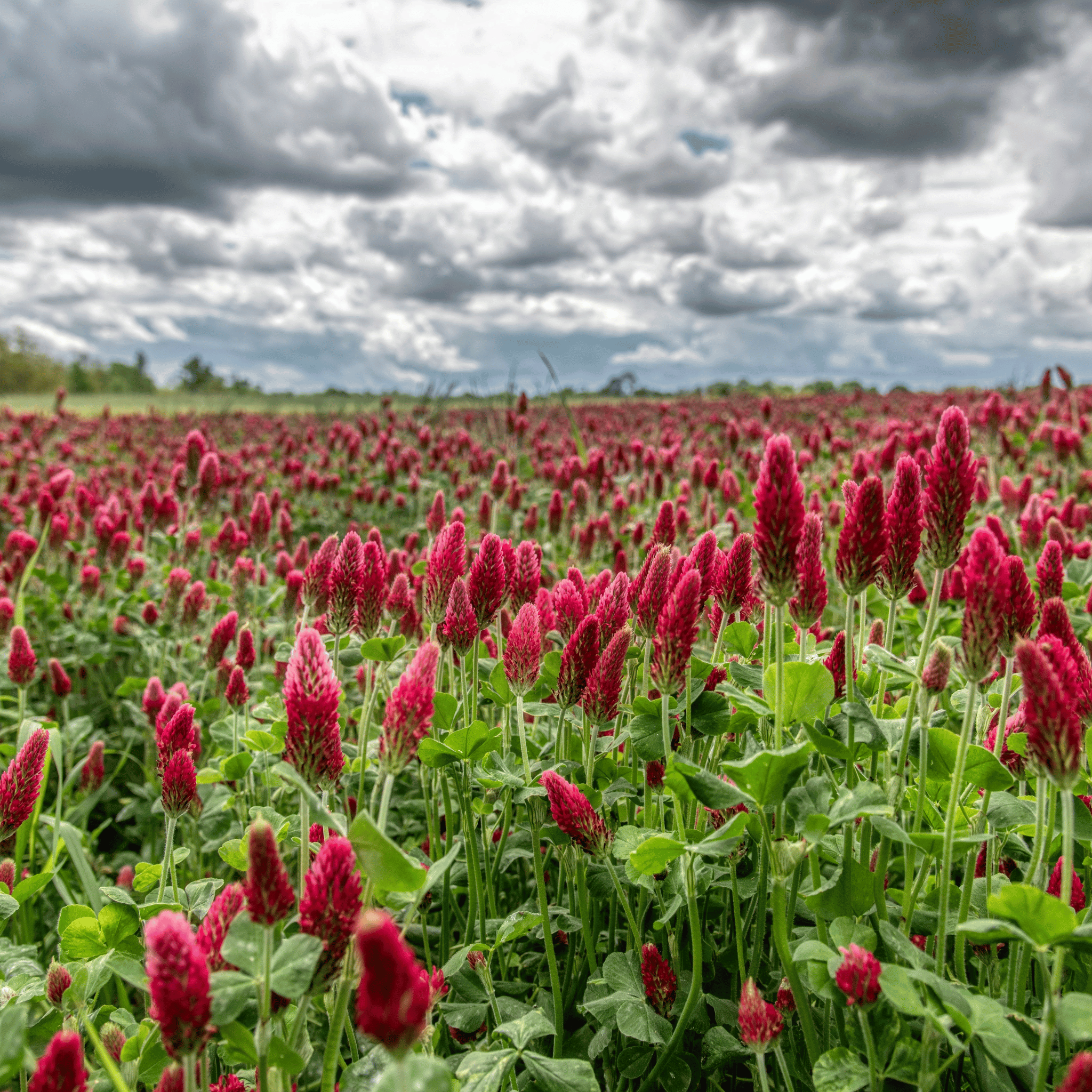 Crimson “Dixie” Clover – 1,000 Seeds seed packet from Seed Therapy – American - grown, heirloom seeds