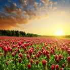 Crimson “Dixie” Clover – 1,000 Seeds seed packet from Seed Therapy – American - grown, heirloom seeds