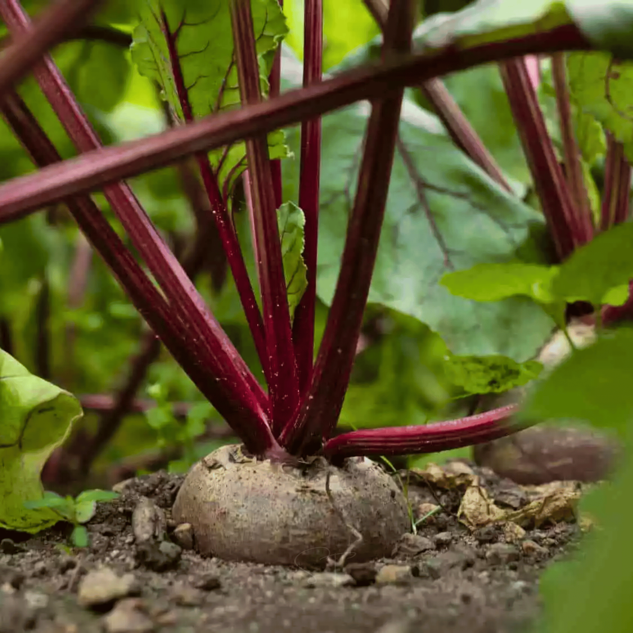 Crosby’s Egyptian Beet – 100 Seeds seed packet from Seed Therapy – American - grown, heirloom seeds