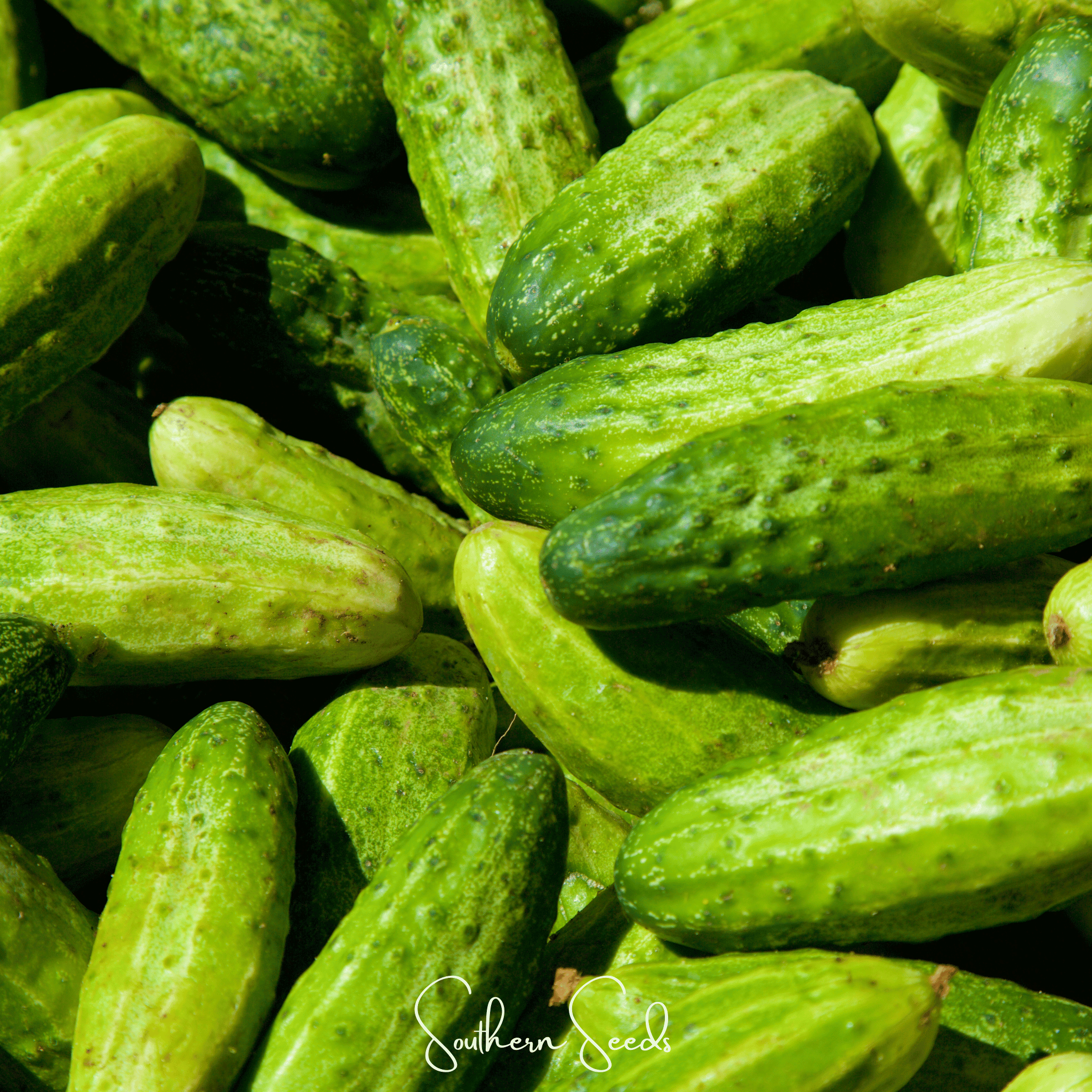 Southern Seeds H-19 Little Leaf Cucumber - Thumbnail 3