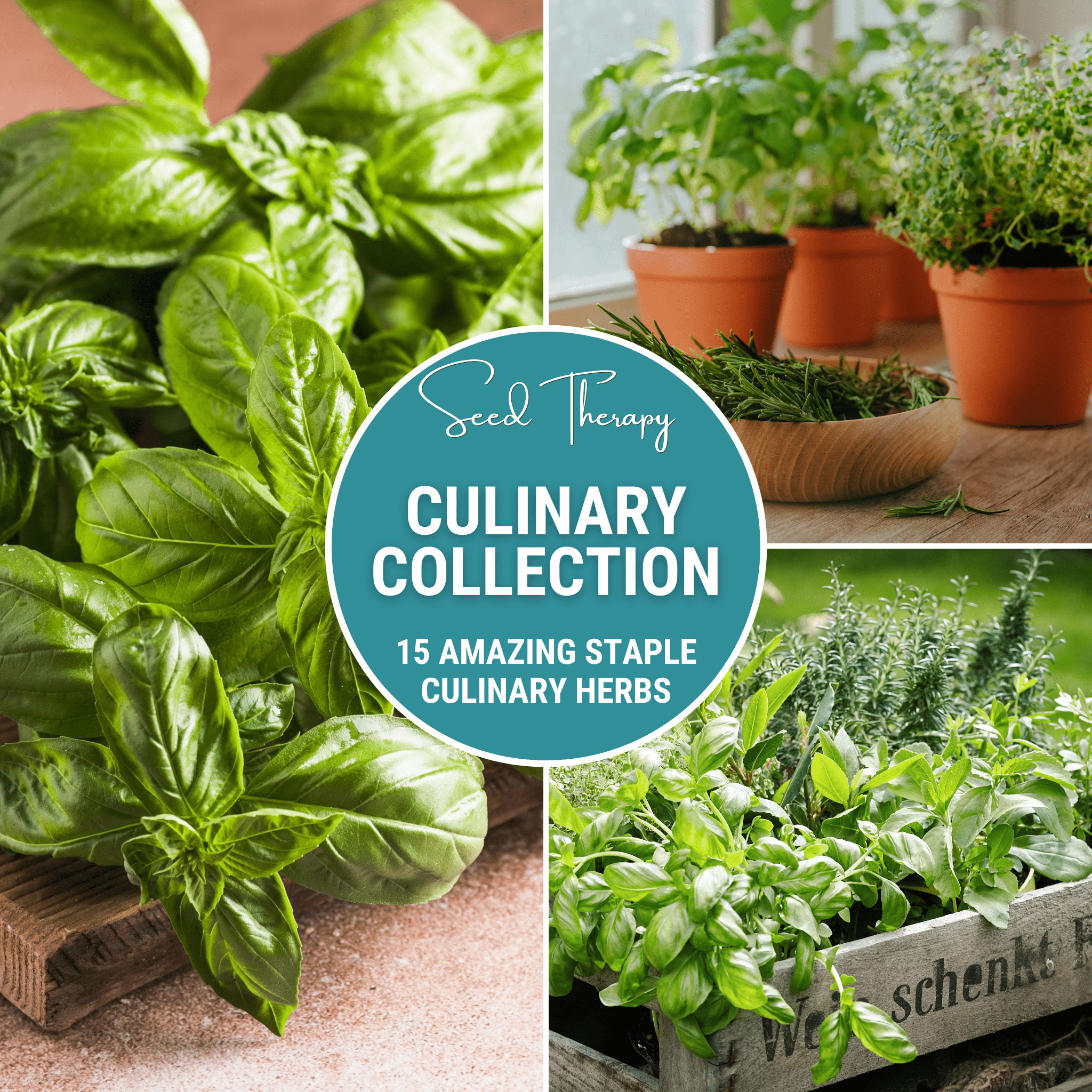 Culinary Herb Seed Collection – 15 Varieties seed packet from Seed Therapy – American - grown, heirloom seeds