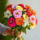 Cut & Come Again Zinnia – 50 Seeds seed packet from Seed Therapy – American - grown, heirloom seeds