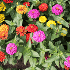 Cut & Come Again Zinnia – 50 Seeds seed packet from Seed Therapy – American - grown, heirloom seeds