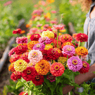 Cut & Come Again Zinnia – 50 Seeds seed packet from Seed Therapy – American - grown, heirloom seeds