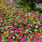 Cut & Come Again Zinnia – 50 Seeds seed packet from Seed Therapy – American - grown, heirloom seeds