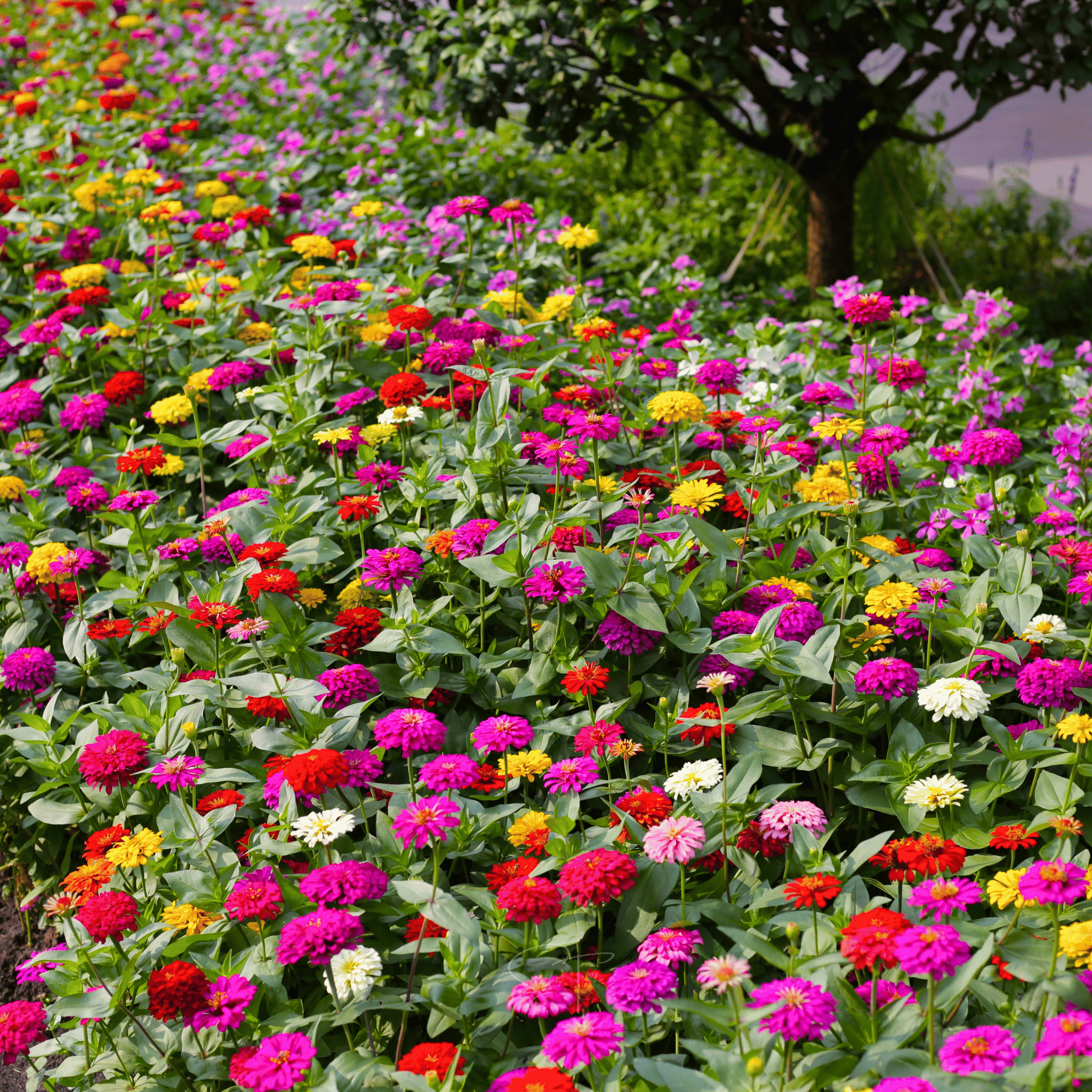 Cut & Come Again Zinnia – 50 Seeds seed packet from Seed Therapy – American - grown, heirloom seeds