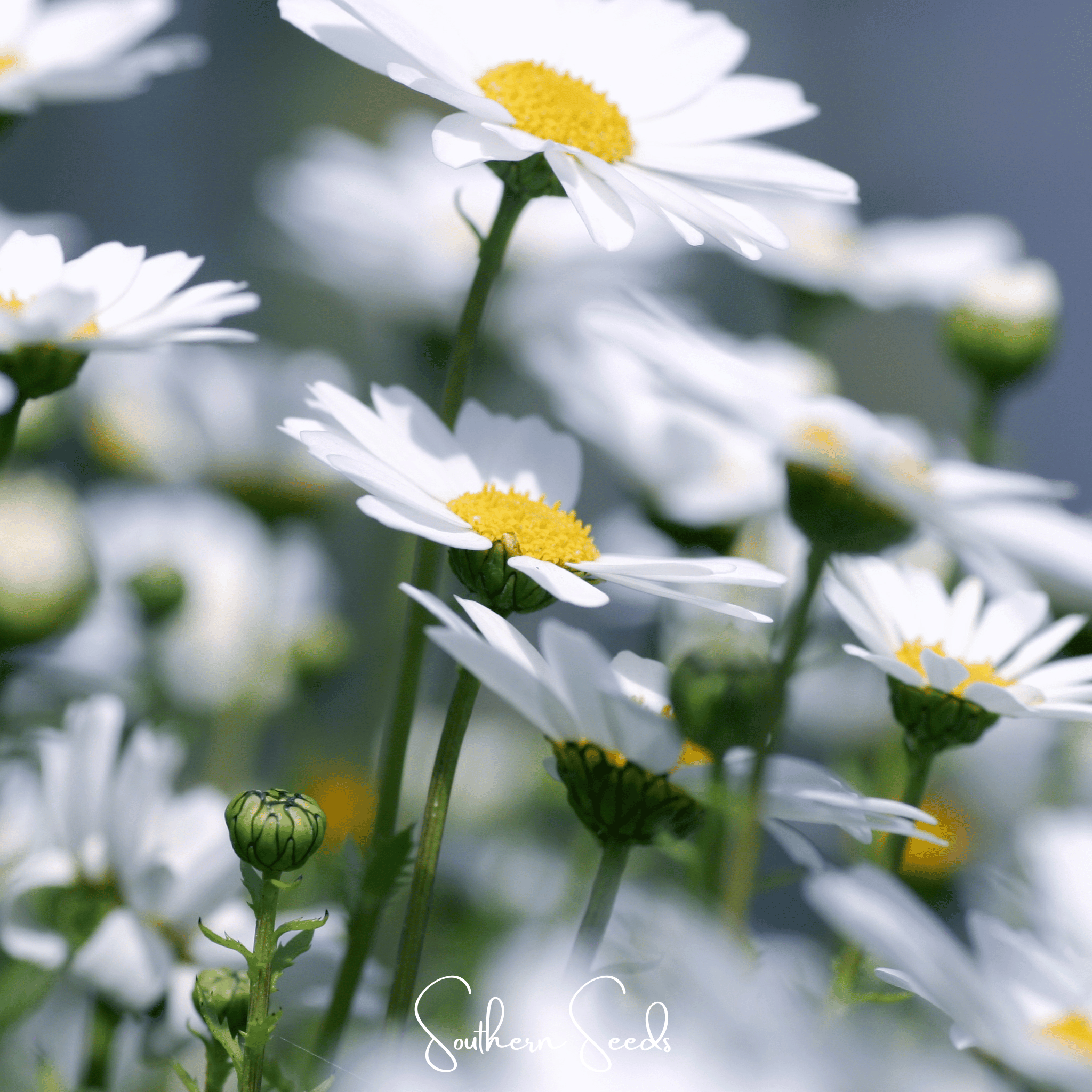 margarita flower seeds 100 White DWARF CREEPING DAISY Chrysanthemum Paludosum Flower Seeds