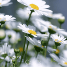 Daisy, Creeping (Chrysanthemum paludosum) - 100 Seeds | Seed Therapy – Heirloom Garden Seeds