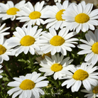Daisy, Creeping (Chrysanthemum paludosum) - 100 Seeds | Seed Therapy – Heirloom Garden Seeds