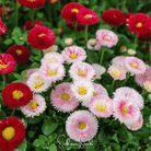 Daisy, English - Super Enorma Mix (Bellis perennis) - 100 Seeds | Seed Therapy – Heirloom Garden Seeds