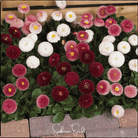 Daisy, English - Super Enorma Mix (Bellis perennis) - 100 Seeds | Seed Therapy – Heirloom Garden Seeds