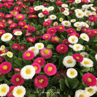 Daisy, English - Super Enorma Mix (Bellis perennis) - 100 Seeds | Seed Therapy – Heirloom Garden Seeds