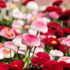 Daisy, English - Super Enorma Mix (Bellis perennis) - 100 Seeds | Seed Therapy – Heirloom Garden Seeds