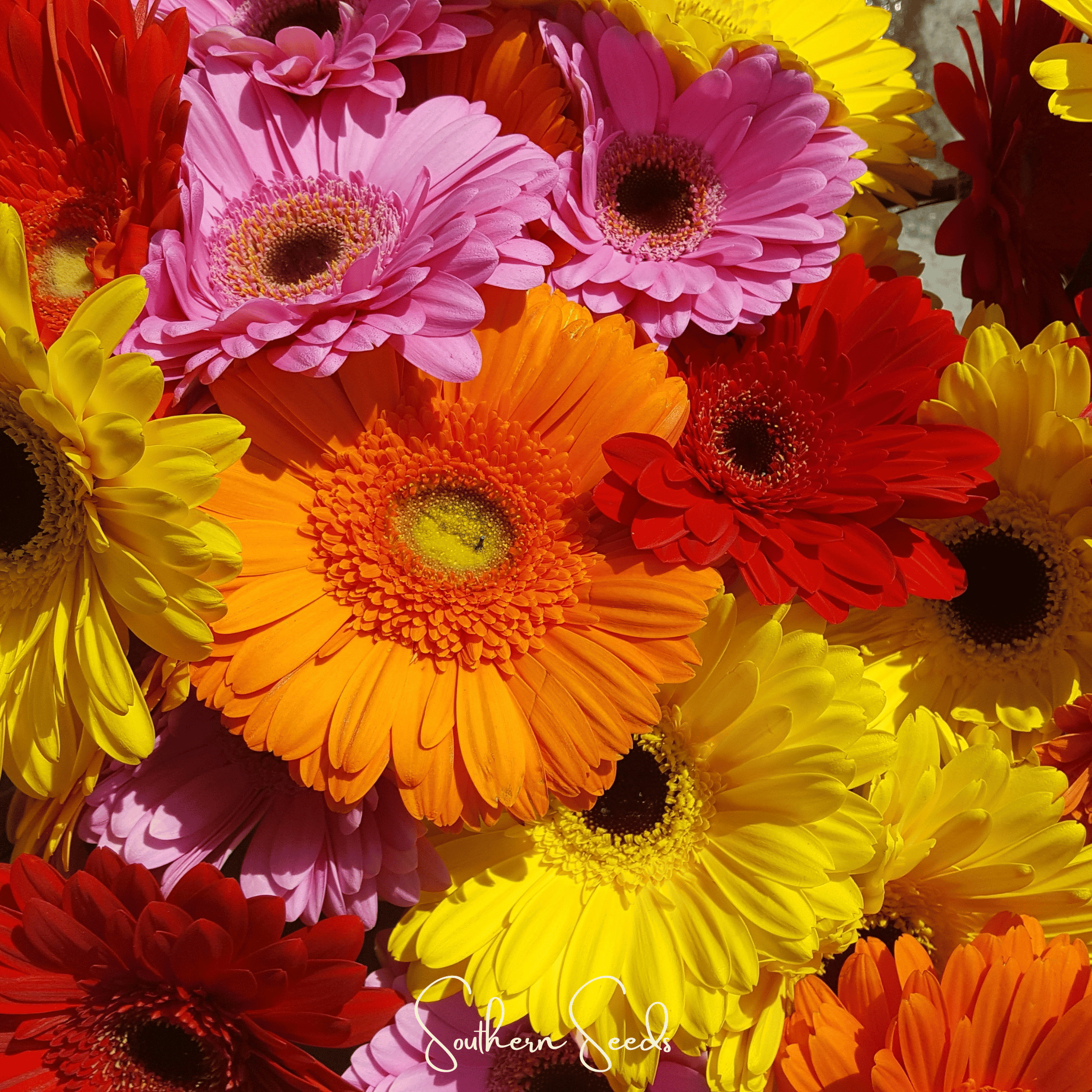 gerbera flower seeds Gerbera Daisy Mix – 20 Seeds