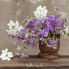 Dames Rocket (Hesperis matronalis) - 200 Seeds | Seed Therapy – Heirloom Garden Seeds