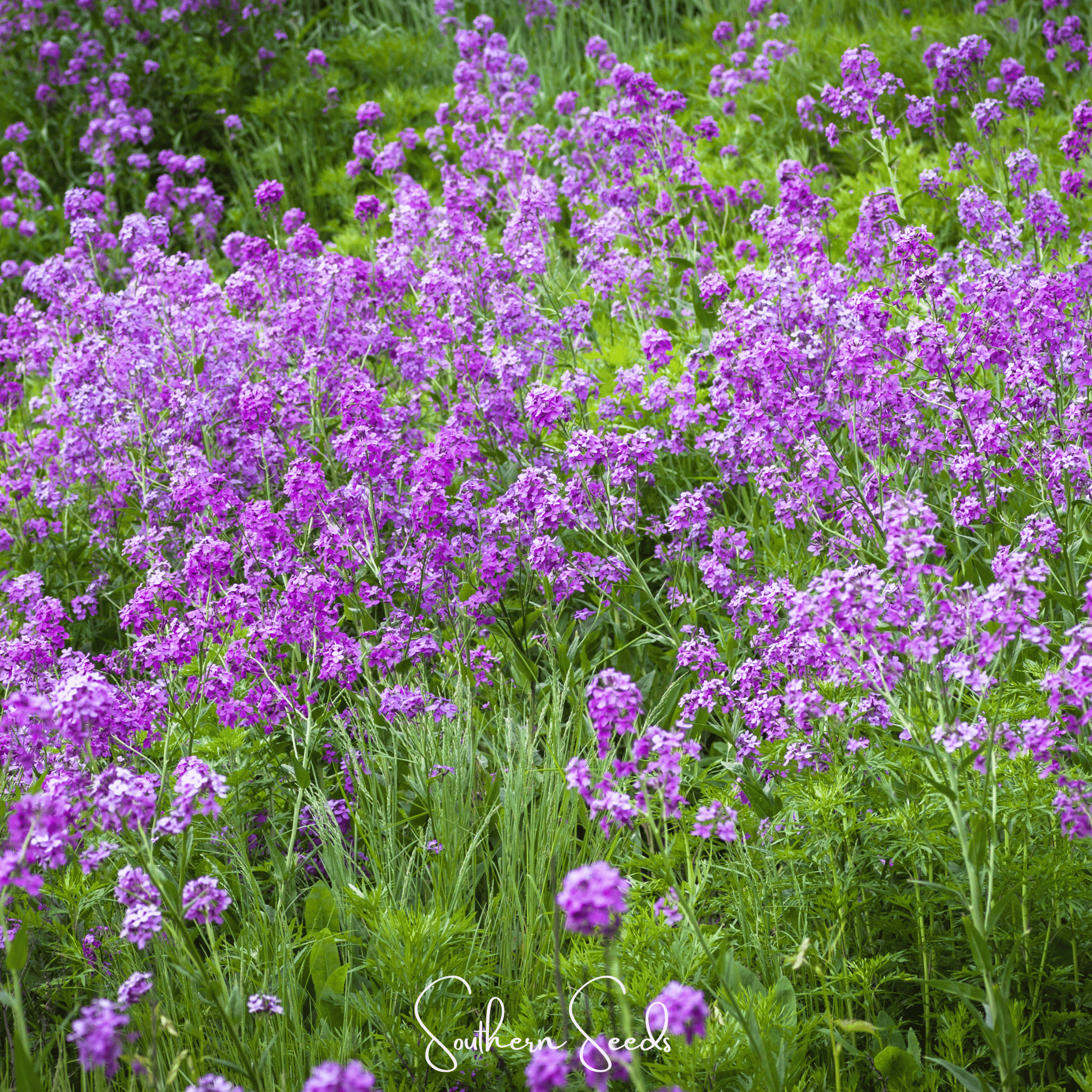 Dames Rocket (Hesperis matronalis) - 200 Seeds - Seed Therapy