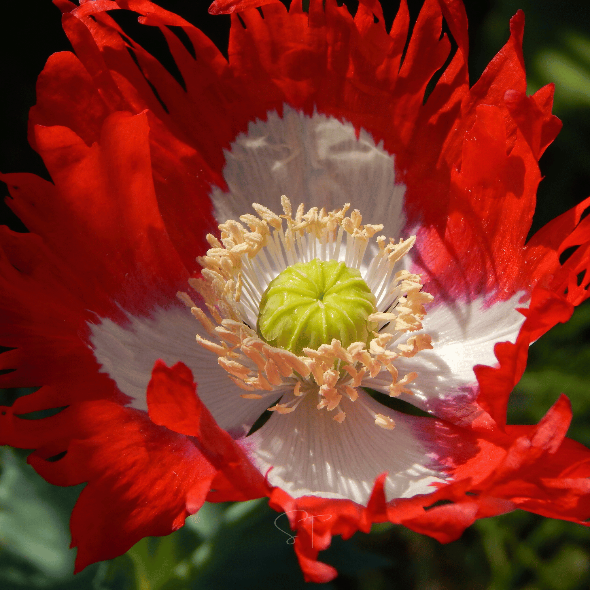 Danish Flag Poppy – 100 Seeds seed packet from Seed Therapy – American - grown, heirloom seeds