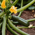 Dark Green Zucchini Summer Squash – 25 Seeds seed packet from Seed Therapy – American - grown, heirloom seeds