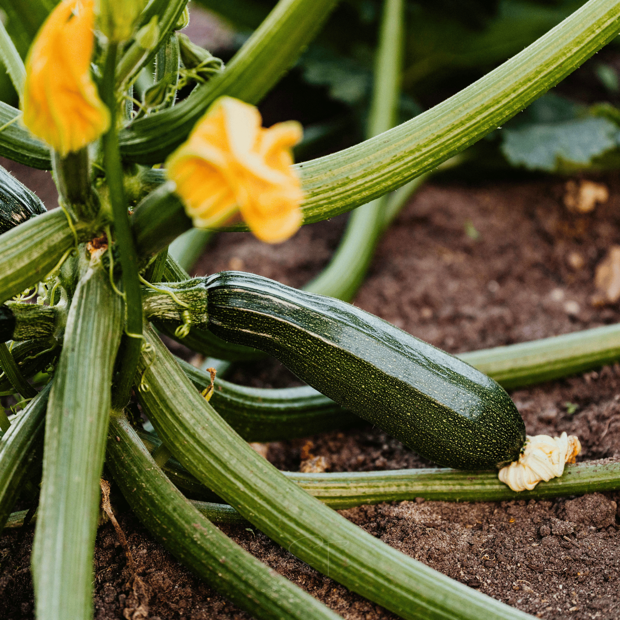 Dark Green Zucchini Summer Squash – 25 Seeds seed packet from Seed Therapy – American - grown, heirloom seeds