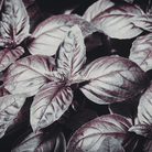 Dark Opal Basil – 250 Seeds seed packet from Seed Therapy – American - grown, heirloom seeds