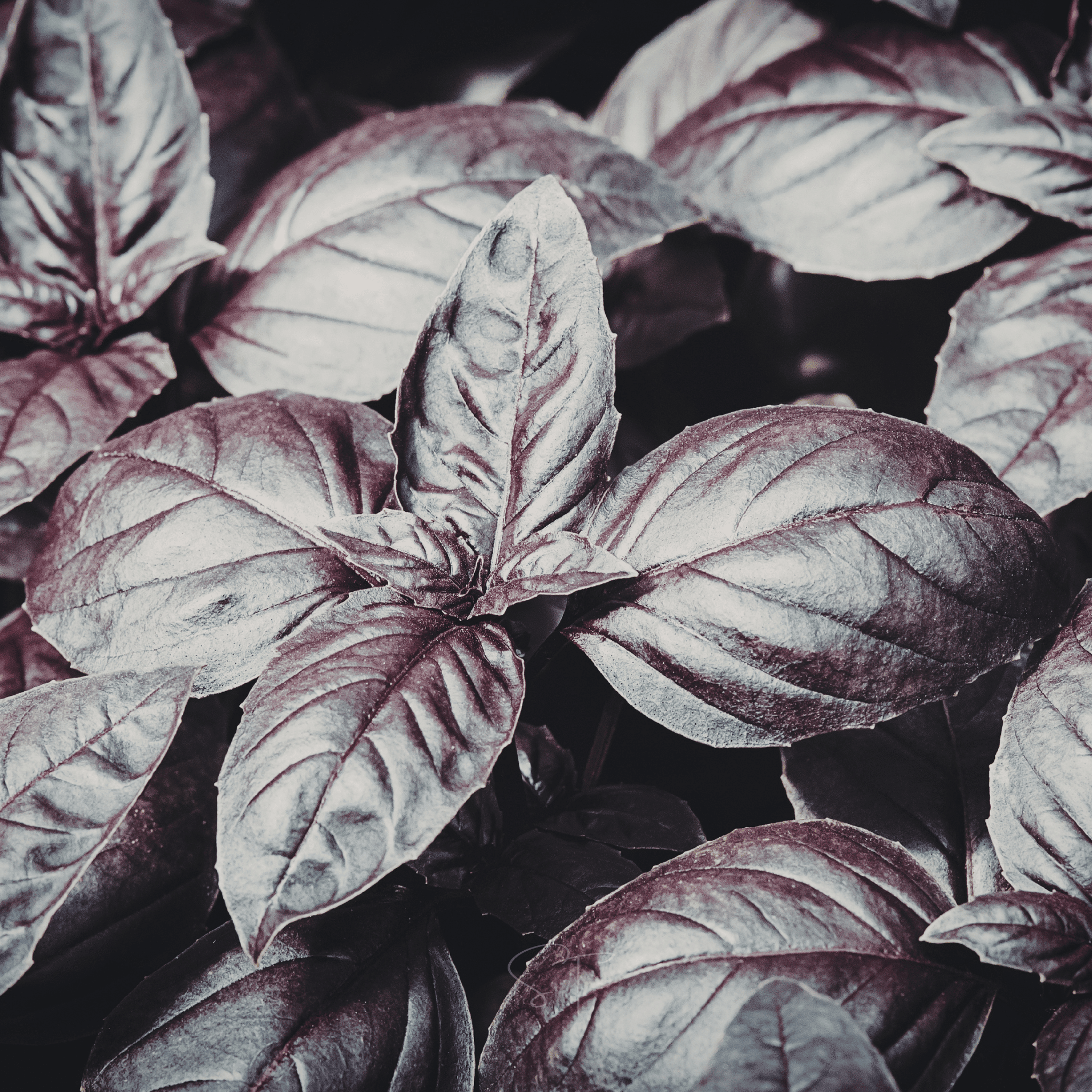 Dark Opal Basil – 250 Seeds seed packet from Seed Therapy – American - grown, heirloom seeds