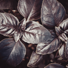 Dark Opal Basil – 250 Seeds seed packet from Seed Therapy – American - grown, heirloom seeds