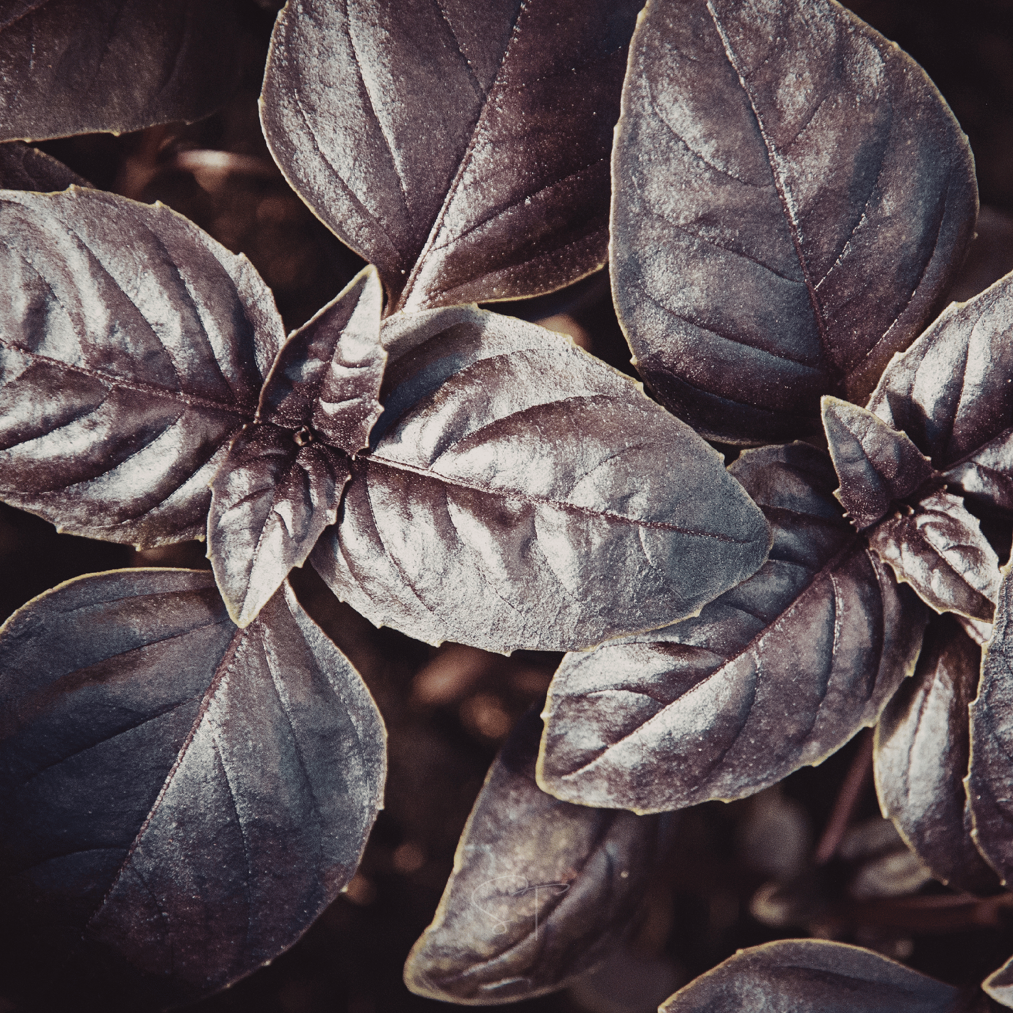 Dark Opal Basil – 250 Seeds seed packet from Seed Therapy – American - grown, heirloom seeds