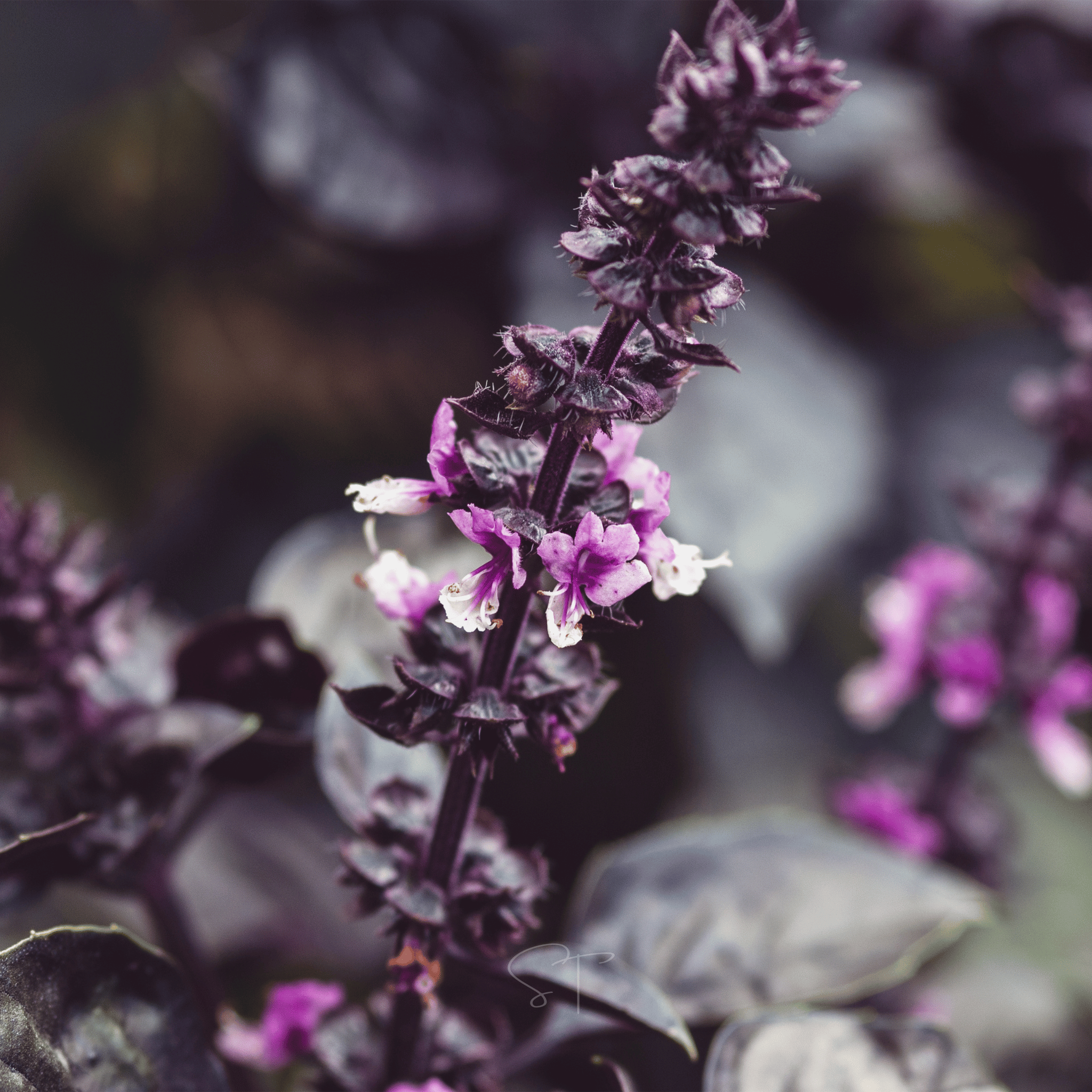 Dark Opal Basil – 250 Seeds seed packet from Seed Therapy – American - grown, heirloom seeds