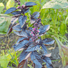 Dark Opal Basil – 250 Seeds seed packet from Seed Therapy – American - grown, heirloom seeds