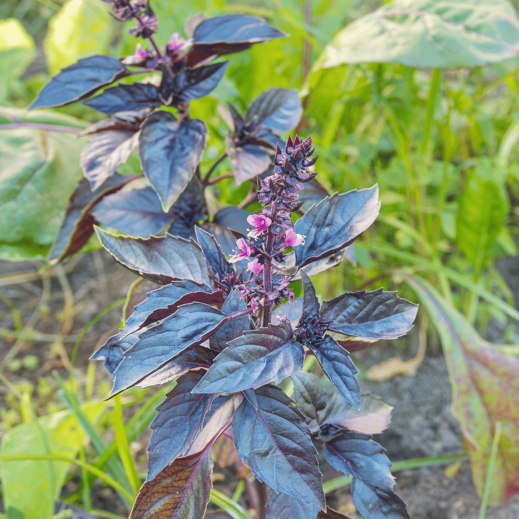Dark Opal Basil – 250 Seeds seed packet from Seed Therapy – American - grown, heirloom seeds