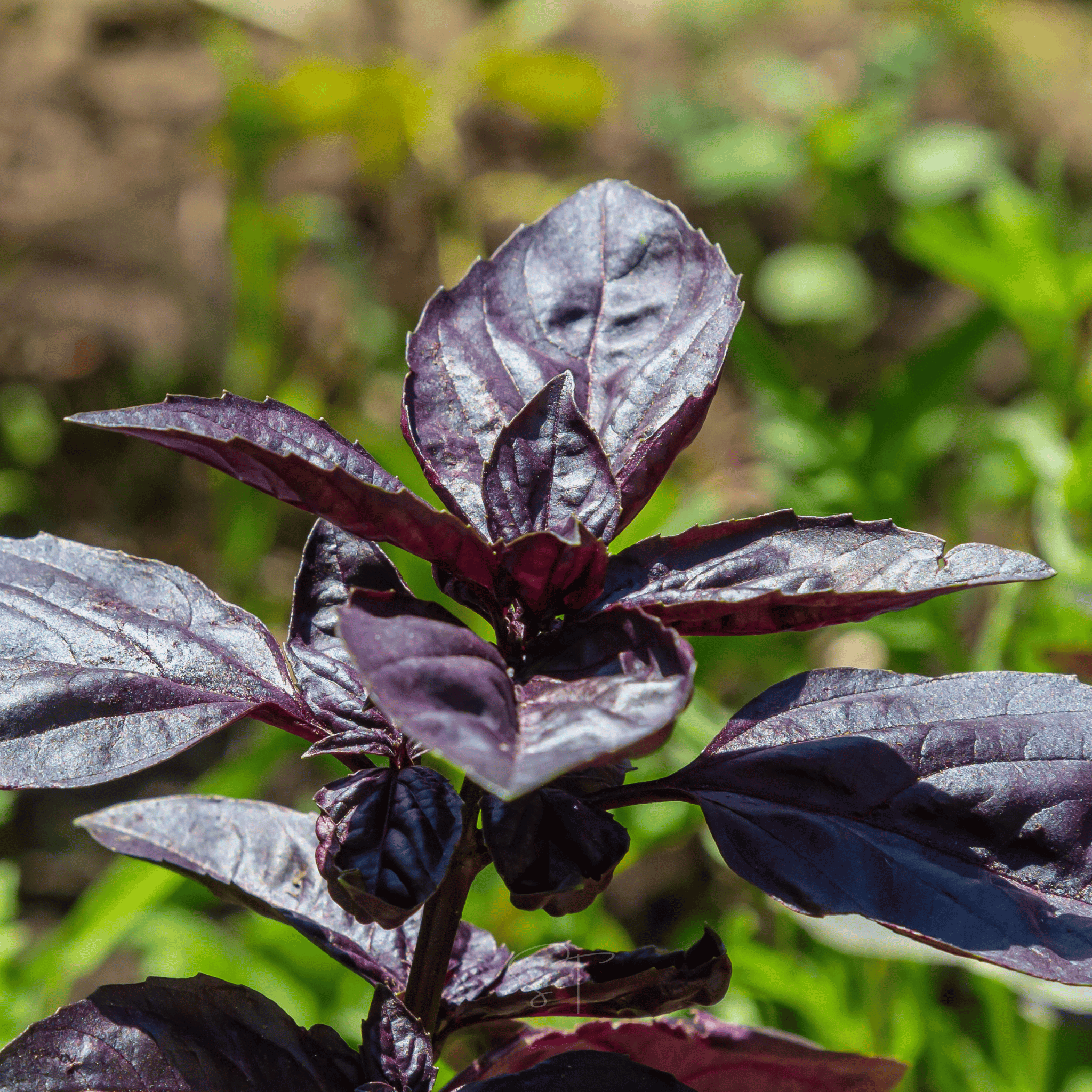 Dark Opal Basil – 250 Seeds seed packet from Seed Therapy – American - grown, heirloom seeds