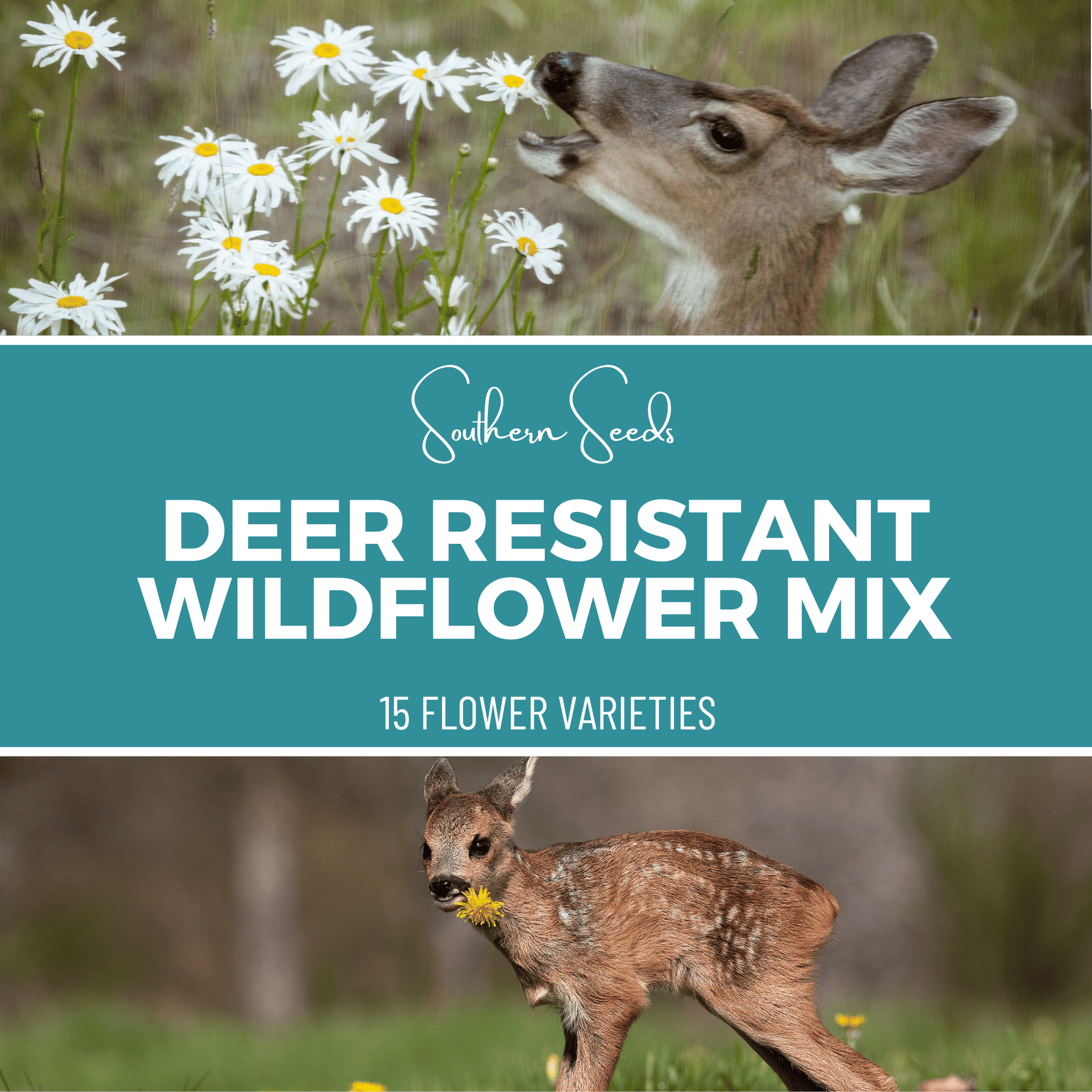 Deer Resistant Wildflower Seed Mix (15 Varieties)  1,000 Seeds