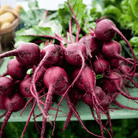Detroit Dark Red Beet – 200 Seeds seed packet from Seed Therapy – American - grown, heirloom seeds