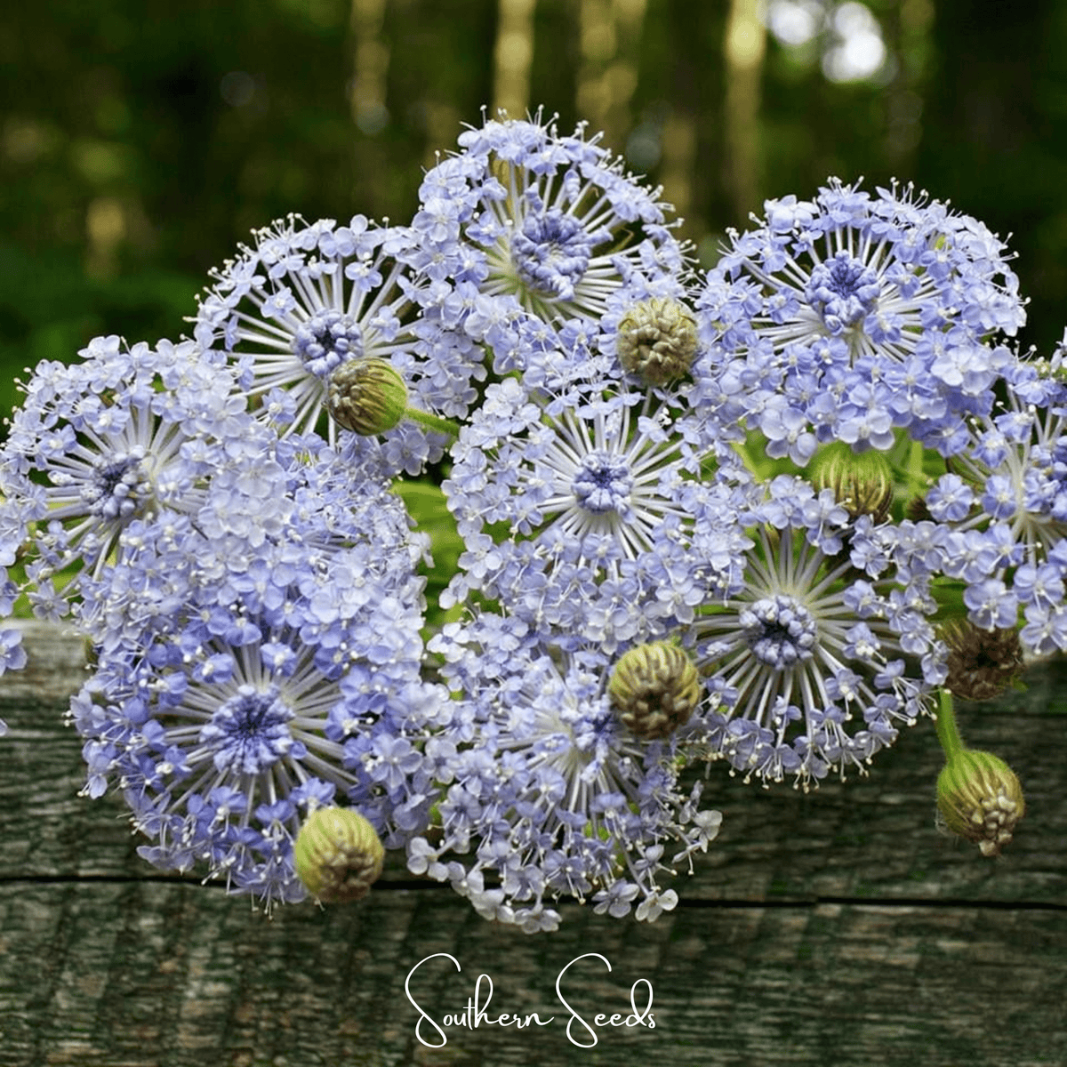 Southern Discus Didiscus, Blue Lace Flower (Didiscus caeruleus) - 50 Seeds - Seed ...