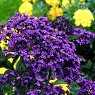 Dwarf Marine Heliotrope – 50 Seeds seed packet from Seed Therapy – American - grown, heirloom seeds