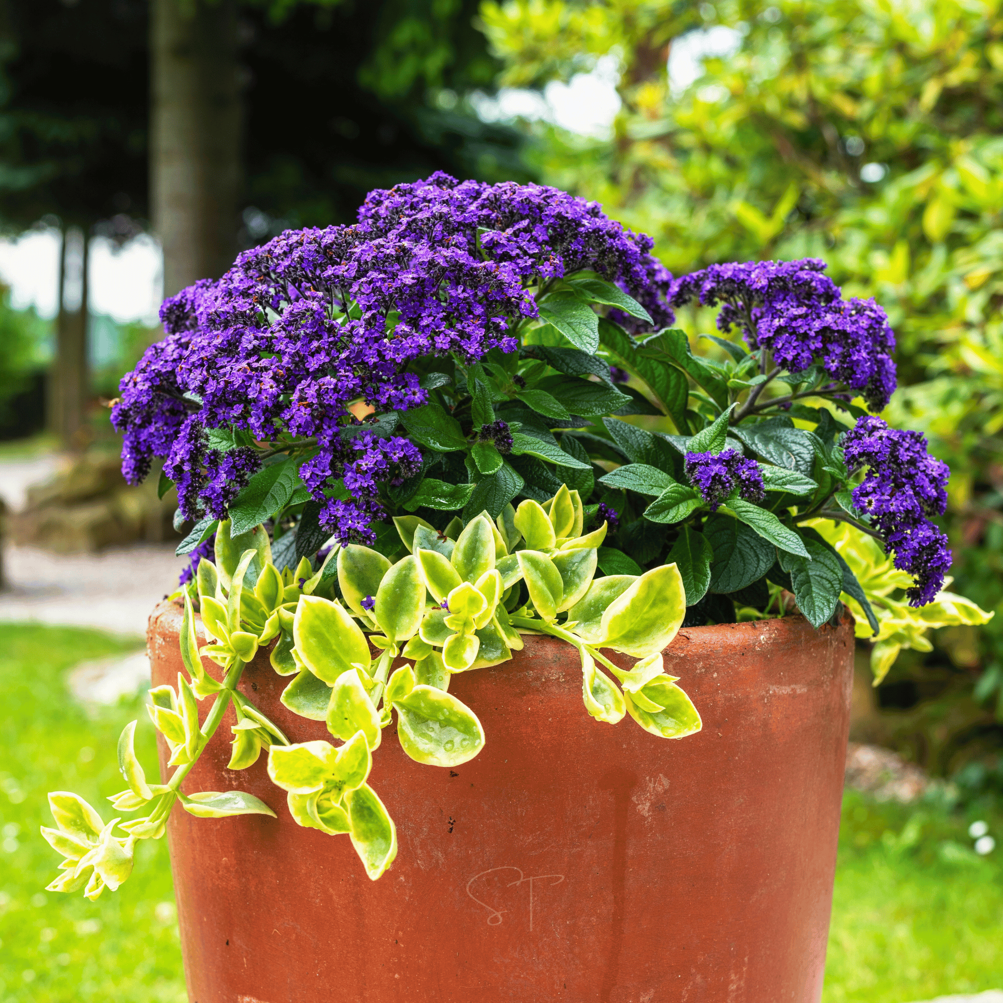 Dwarf Marine Heliotrope – 50 Seeds seed packet from Seed Therapy – American - grown, heirloom seeds