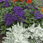 Dwarf Marine Heliotrope – 50 Seeds seed packet from Seed Therapy – American - grown, heirloom seeds