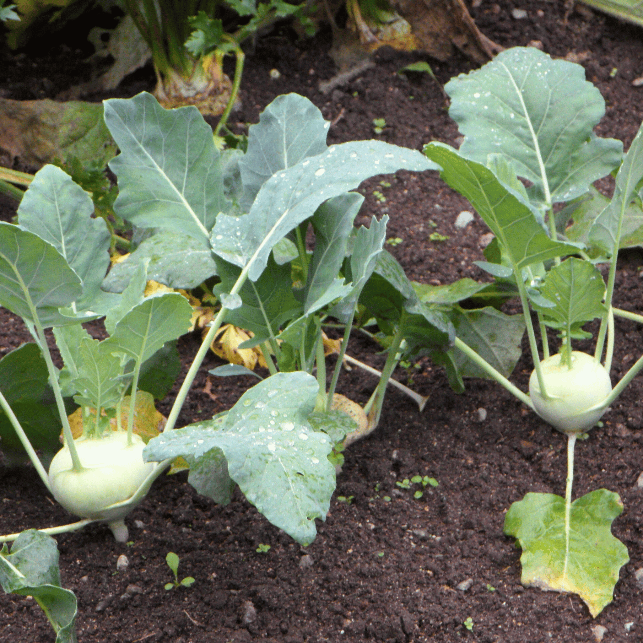 Early White Vienna Kohlrabi – 100 Seeds seed packet from Seed Therapy – American - grown, heirloom seeds