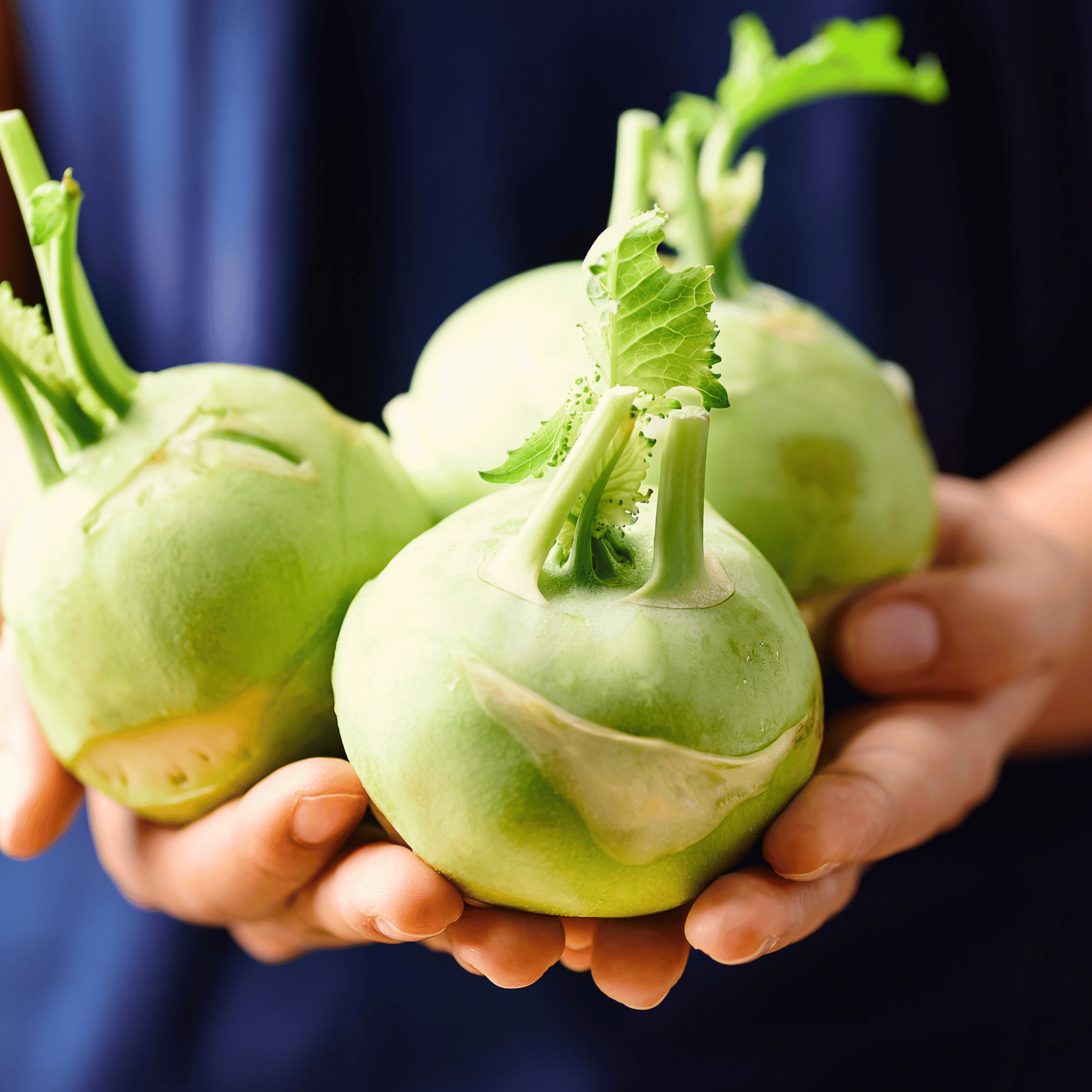 Early White Vienna Kohlrabi – 100 Seeds seed packet from Seed Therapy – American - grown, heirloom seeds