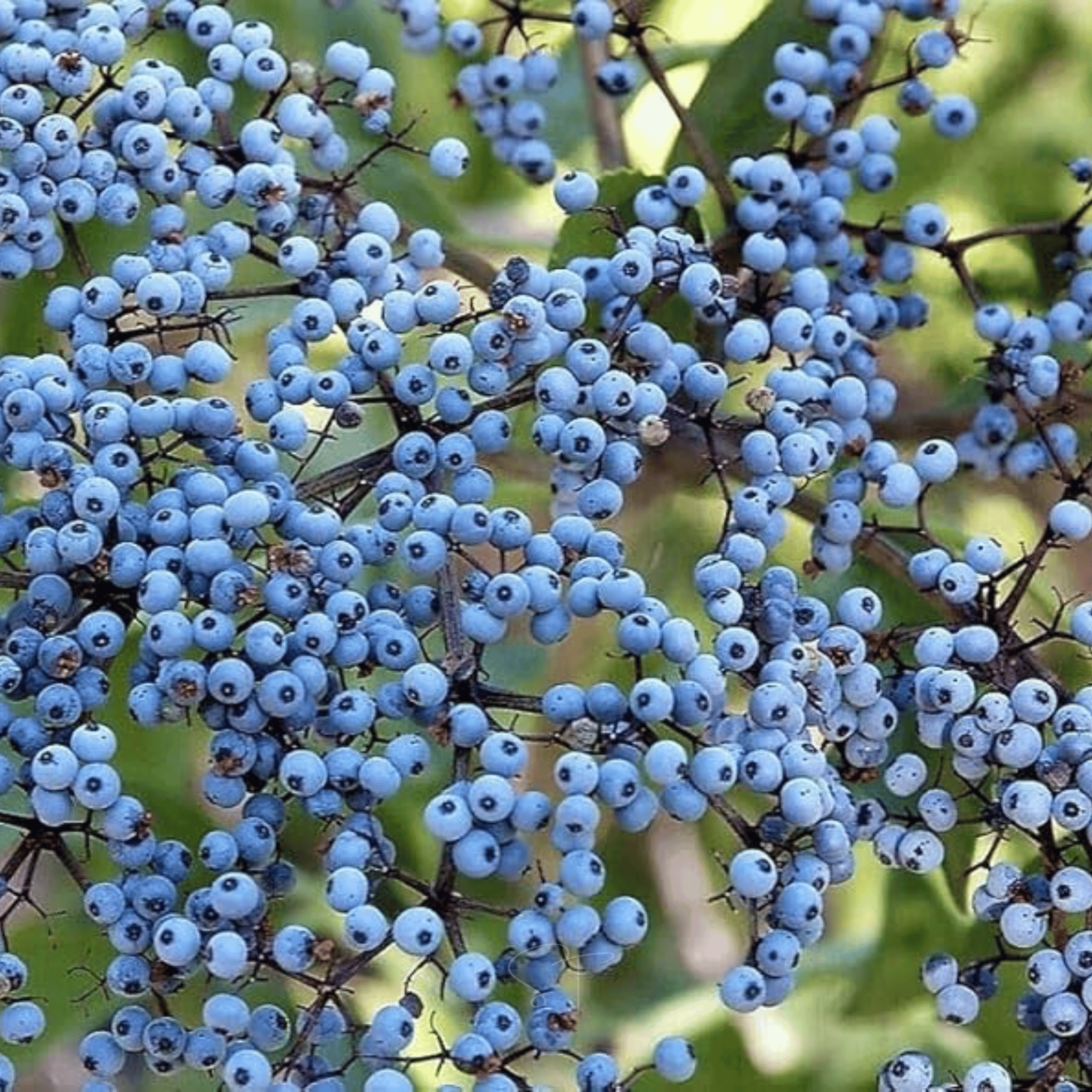 Elderberry Seed Collection (American Black • Red • Blue) seed packet from Seed Therapy – American - grown, heirloom seeds