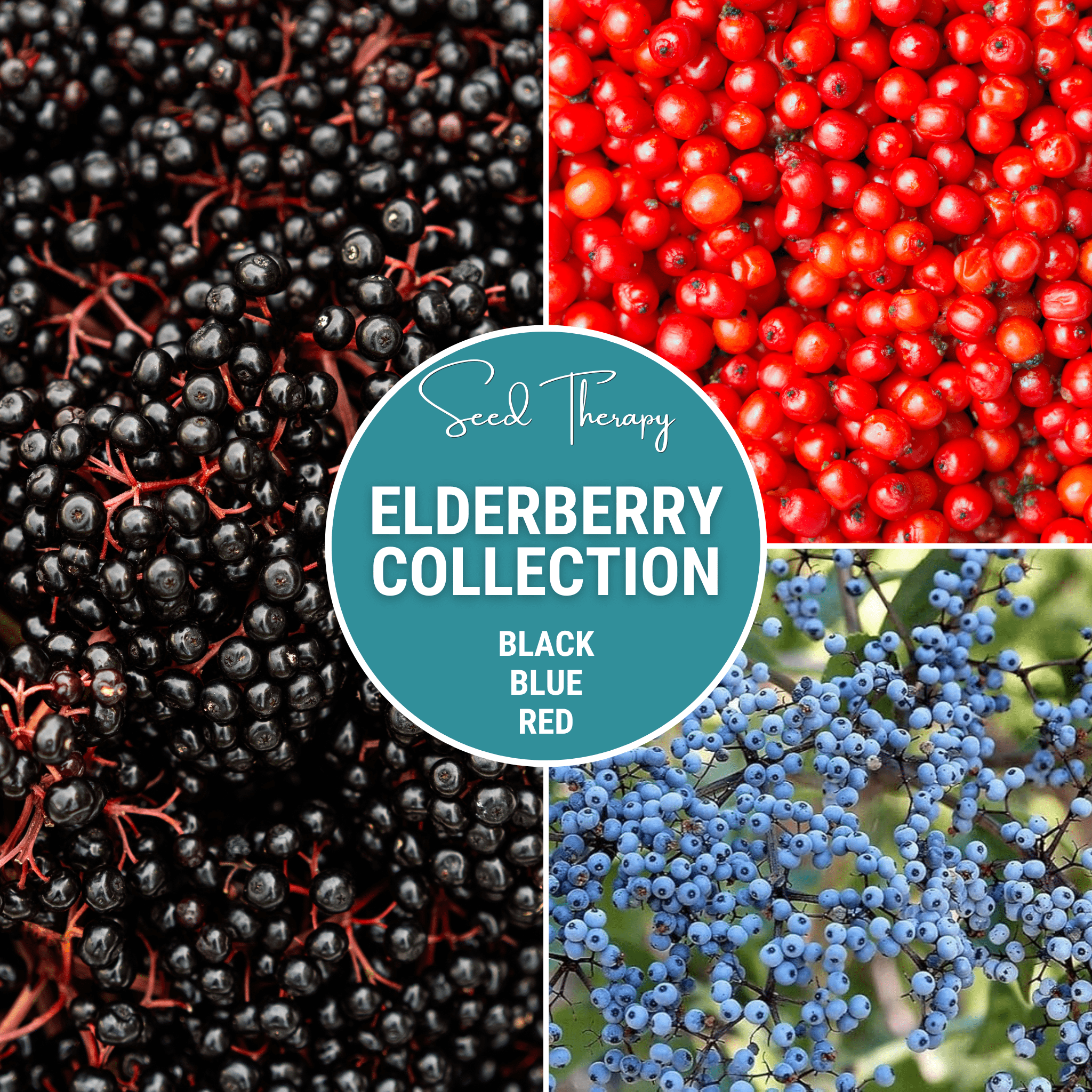 Elderberry Seed Collection (American Black • Red • Blue) seed packet from Seed Therapy – American - grown, heirloom seeds