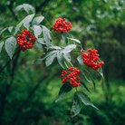 Elderberry Seed Collection (American Black • Red • Blue) seed packet from Seed Therapy – American - grown, heirloom seeds